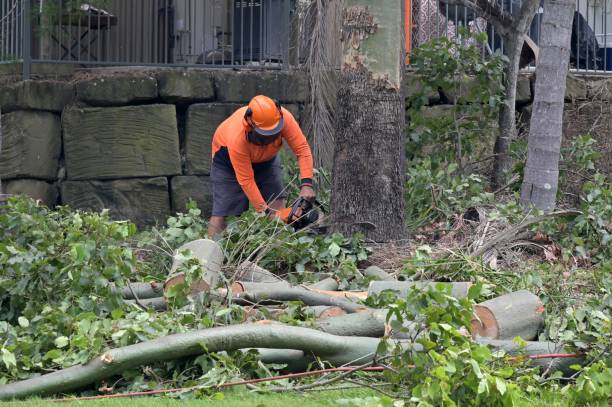 Best Tree Root Removal  in USA